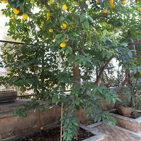 The Orange Garden شقة روما